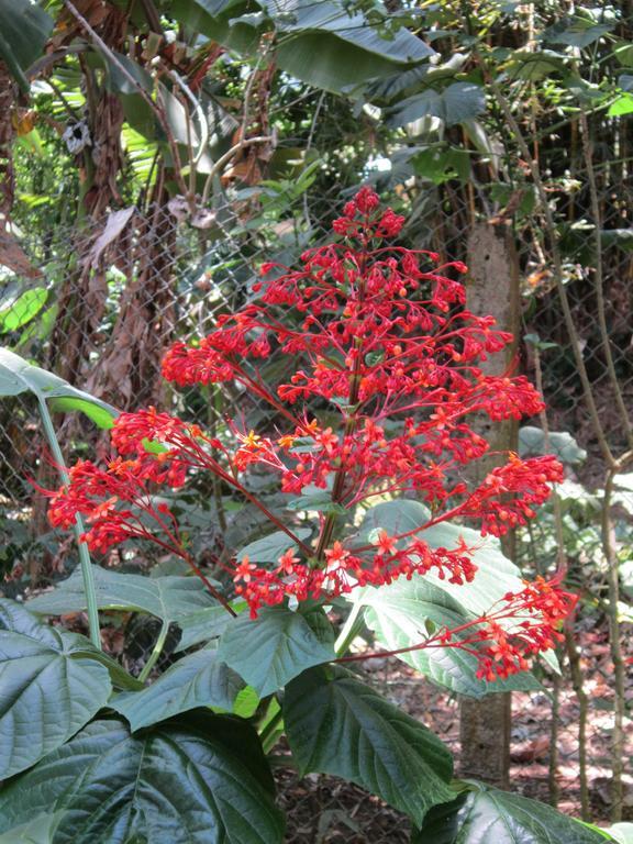 Hotel El Paraiso Escondido - Costa Rica Хако Экстерьер фото