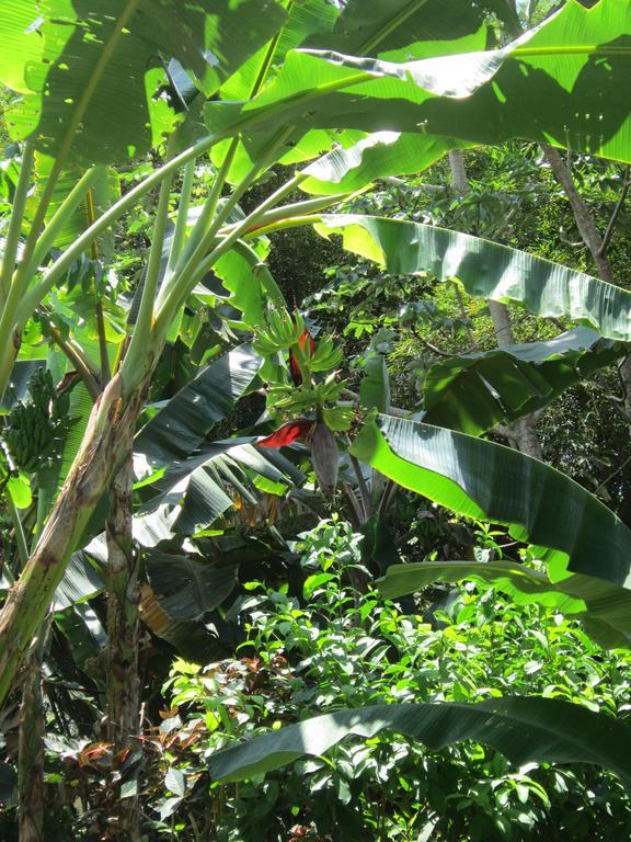 Hotel El Paraiso Escondido - Costa Rica Хако Экстерьер фото
