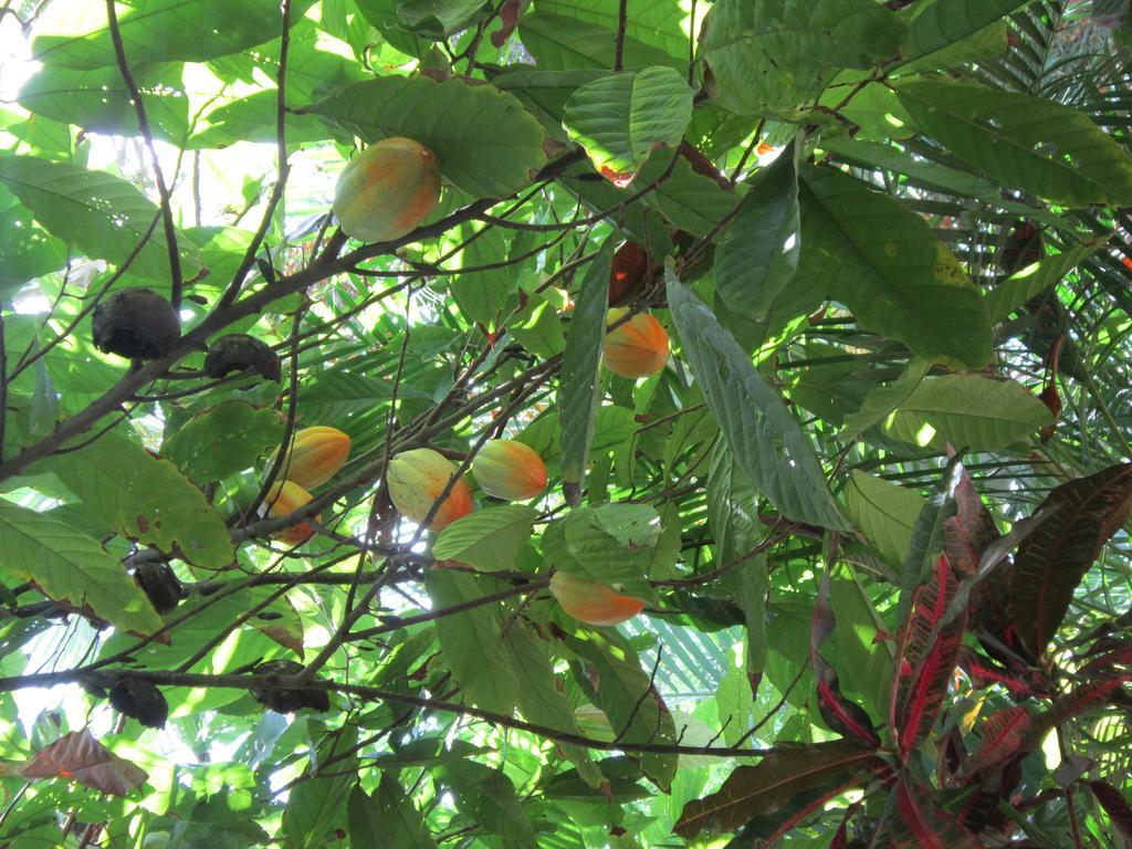 Hotel El Paraiso Escondido - Costa Rica Хако Экстерьер фото